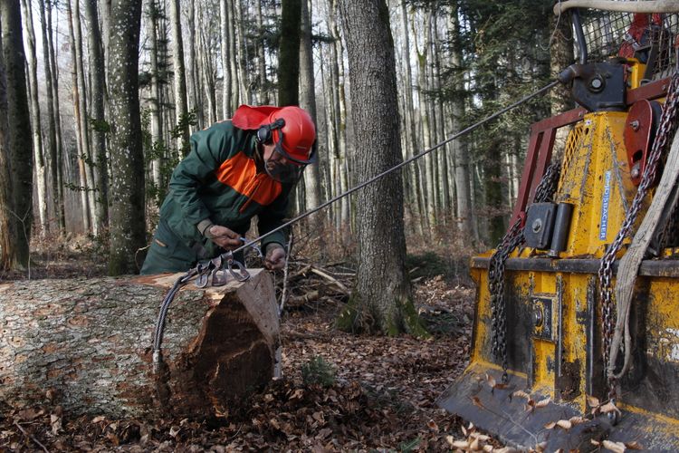 Wir schlagen und sägen unser eigenes Holz